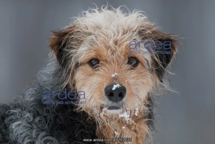 : Bosnian Coarse-haired Hound, mongrel, portrait with : Bosnian Coarse-haired Hound, mongrel, portrait with