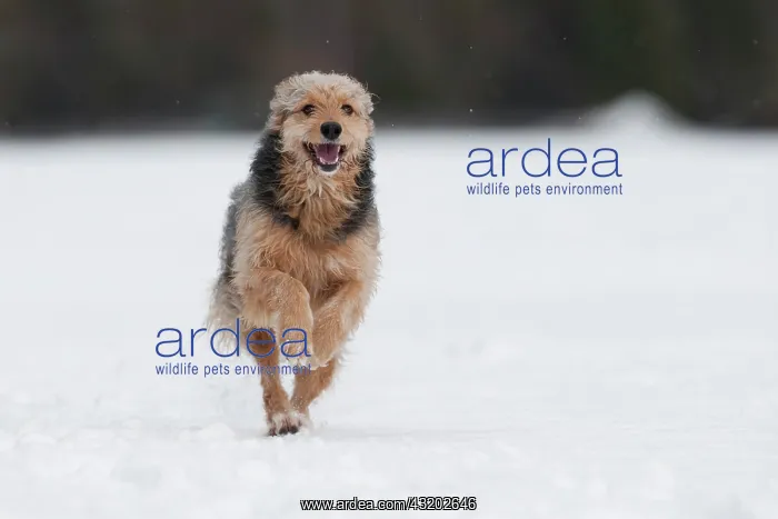 : Bosnian Coarse-haired Hound, mongrel, running in : Bosnian Coarse-haired Hound, mongrel, running in