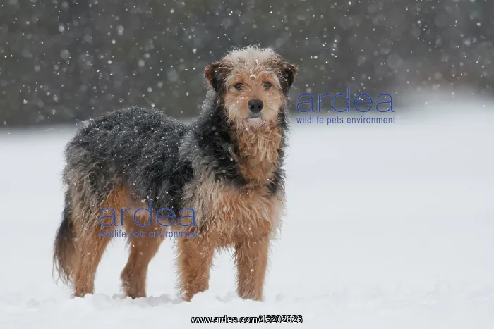 : Bosnian Coarse-haired Hound, mongrel, standing in : Bosnian Coarse-haired Hound, mongrel, standing in