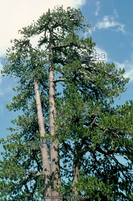: Bosnian Pine : Bosnian Pine