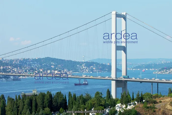 : Bosphorus Bridge in Istanbul, connecting Europe : Bosphorus Bridge in Istanbul, connecting Europe