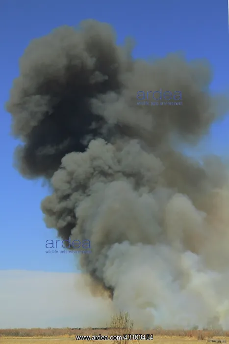 : Bosque Wildfire