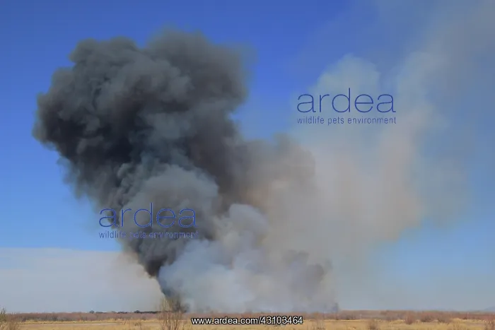 : Bosque Wildfire : Bosque Wildfire
