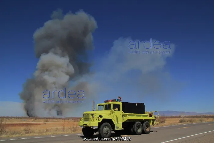: Bosque Wildfire : Bosque Wildfire