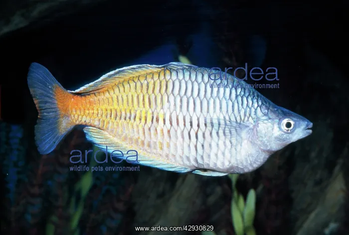 : Bossmen's Rainbowfish : Bossmen's Rainbowfish