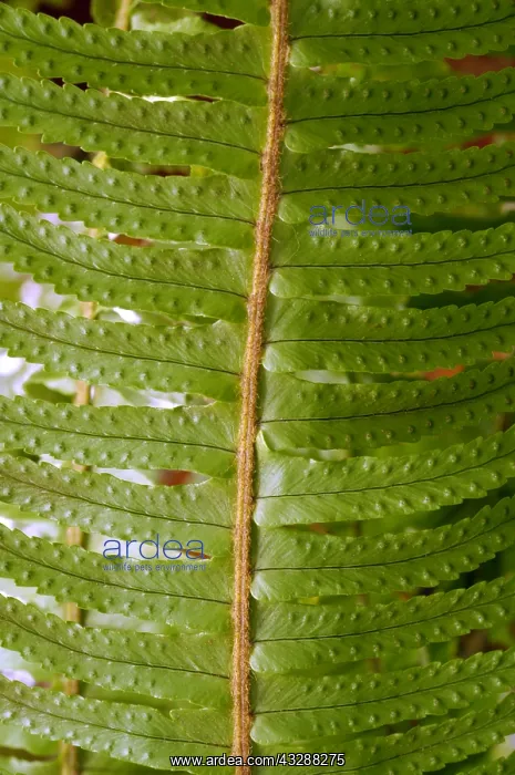 : Boston fern (Nephrolepis exaltata) in a New York : Boston fern (Nephrolepis exaltata) in a New York
