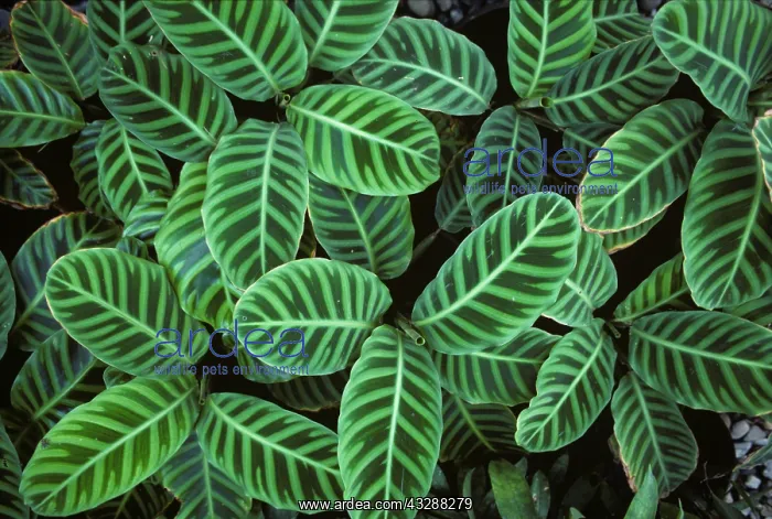 : Boston fern (Nephrolepis exaltata var. Bostoniensis) : Boston fern (Nephrolepis exaltata var. Bostoniensis)