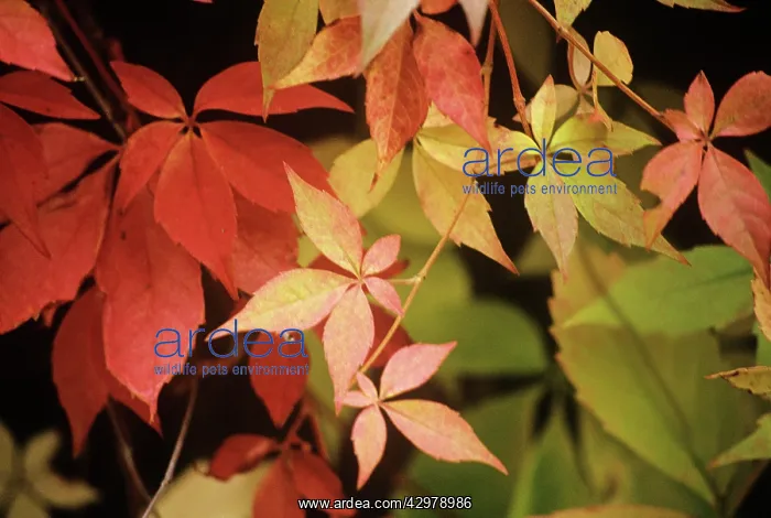  : Boston Ivy