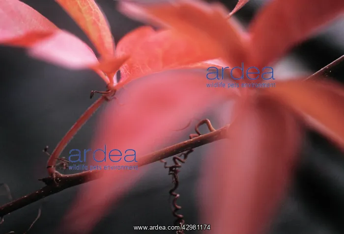  : Boston Ivy