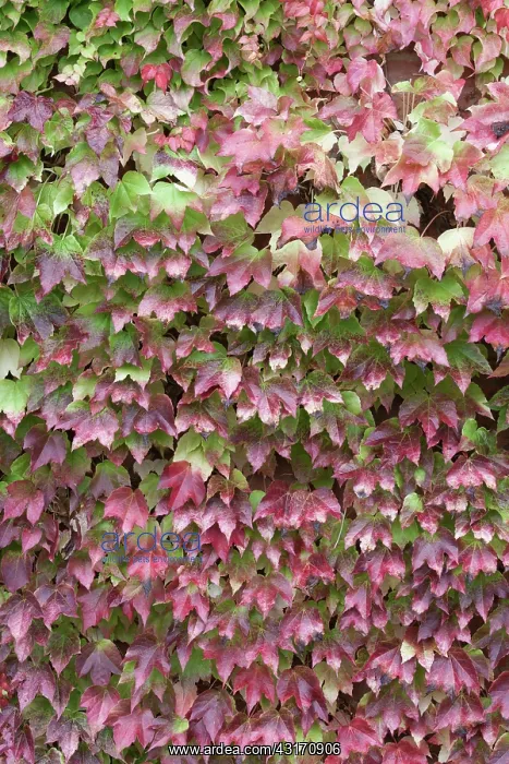 : Boston ivy Fenway Park, Parthenocissus, Parthenocissus : Boston ivy Fenway Park, Parthenocissus, Parthenocissus