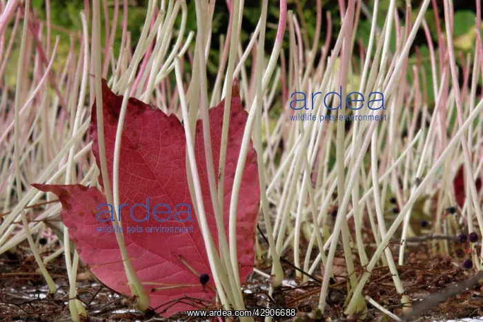 : Boston IVY / Japanese Creeper - petioles / leaf : Boston IVY / Japanese Creeper - petioles / leaf