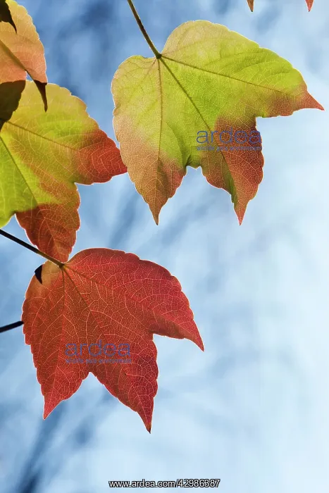: Boston Ivy - leaves in autumn colour in garden : Boston Ivy - leaves in autumn colour in garden