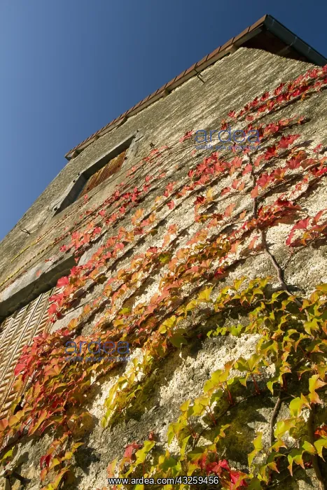 : Boston ivy (Parthenocissus tricuspidata) : Boston ivy (Parthenocissus tricuspidata)