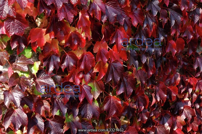  : Boston Ivy (Parthenocissus tricuspidata)