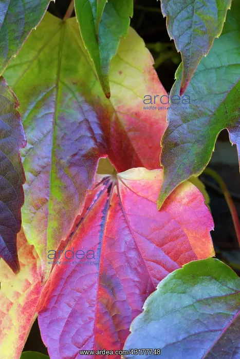 : Boston ivy, Parthenocissus tricuspidata, Close-up : Boston ivy, Parthenocissus tricuspidata, Close-up