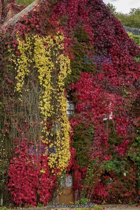 : Boston Ivy - Parthenocissus tricuspidata Veitchii : Boston Ivy - Parthenocissus tricuspidata Veitchii