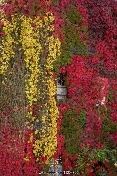 : Boston Ivy - Parthenocissus tricuspidata Veitchii : Boston Ivy - Parthenocissus tricuspidata Veitchii