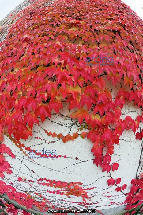 : Boston Ivy - on wall in autumn colour Germany (Parthenociss : Boston Ivy - on wall in autumn colour Germany (Parthenociss