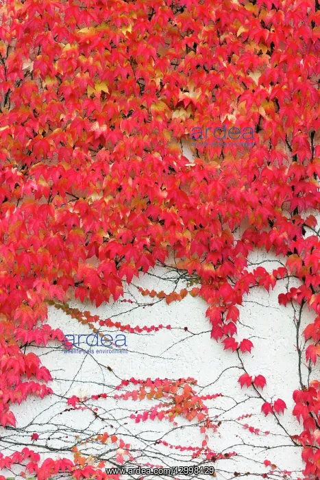 : Boston Ivy - on wall in autumn colour Germany (Parthenociss : Boston Ivy - on wall in autumn colour Germany (Parthenociss
