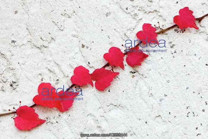 : Boston Ivy - on wall in autumn colour Germany (Parthenociss : Boston Ivy - on wall in autumn colour Germany (Parthenociss