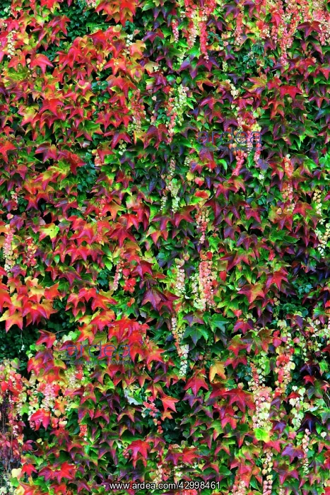 : Boston Ivy - on wall in autumn colour Germany (Parthenociss : Boston Ivy - on wall in autumn colour Germany (Parthenociss