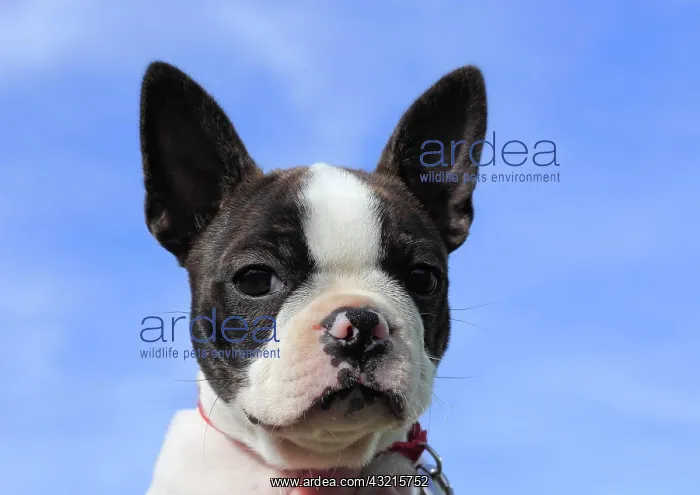 : Boston Terrier bitch, 11 weeks, against blue sky : Boston Terrier bitch, 11 weeks, against blue sky
