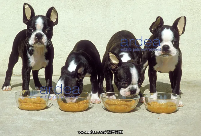 : Boston Terrier Dog - 4 Puppies eating from dog : Boston Terrier Dog - 4 Puppies eating from dog