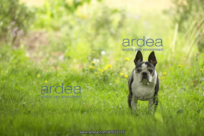 : Boston Terrier Dog