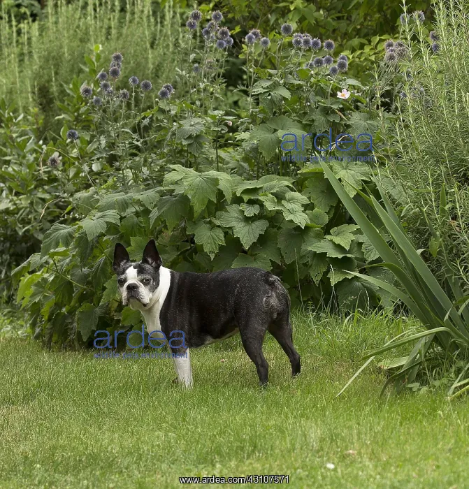  : Boston Terrier Dog