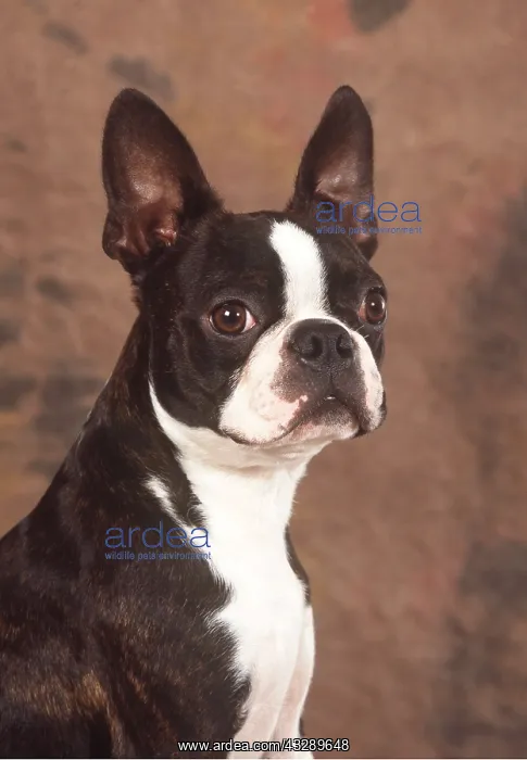 : BOSTON TERRIER DOG - close up head : BOSTON TERRIER DOG - close up head
