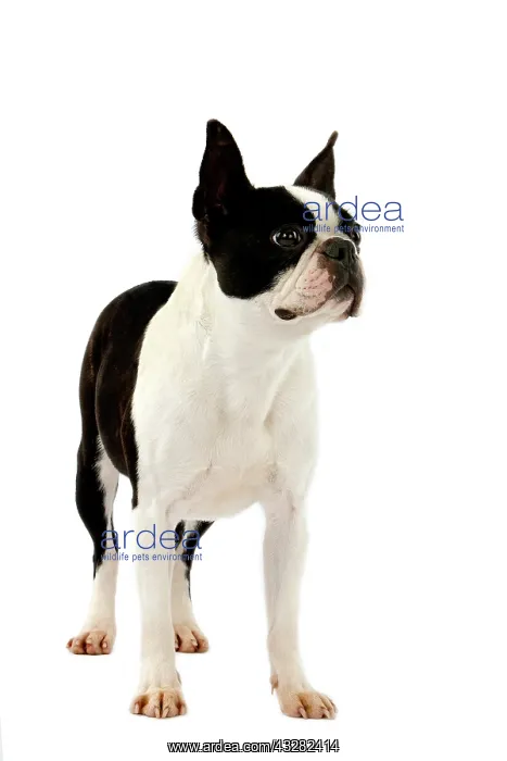 : Boston Terrier Dog, Female against White Backgr : Boston Terrier Dog, Female against White Backgr