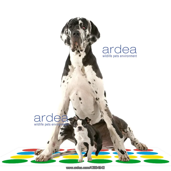 : Boston Terrier Dog with Great Dane on Twister mat : Boston Terrier Dog with Great Dane on Twister mat