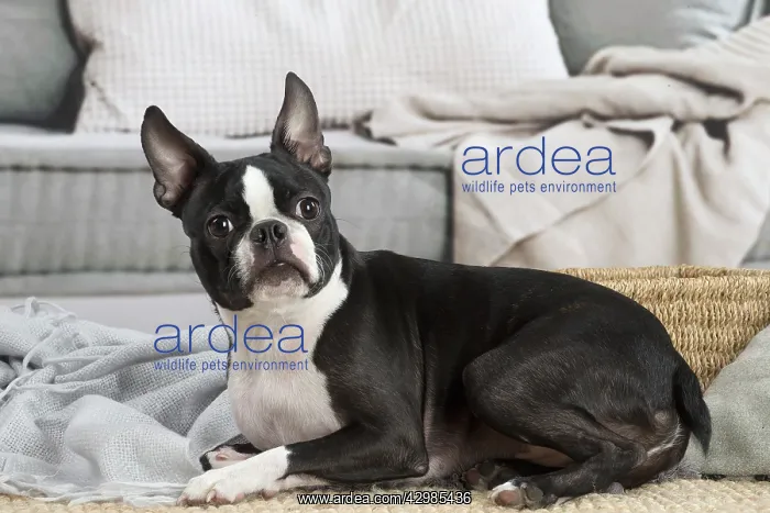 : Boston Terrier dog indoors : Boston Terrier dog indoors