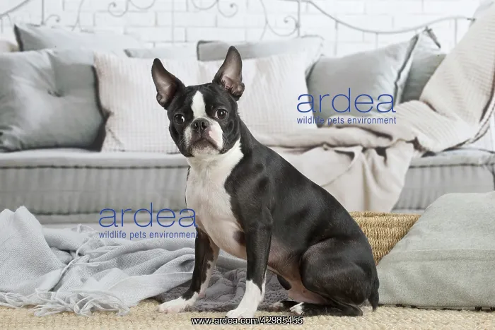 : Boston Terrier dog indoors : Boston Terrier dog indoors