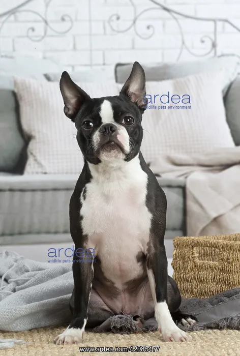 : Boston Terrier dog indoors : Boston Terrier dog indoors