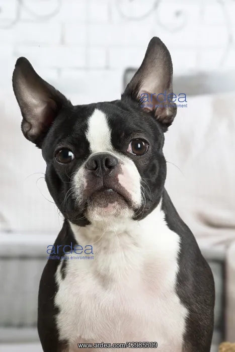 : Boston Terrier dog indoors : Boston Terrier dog indoors