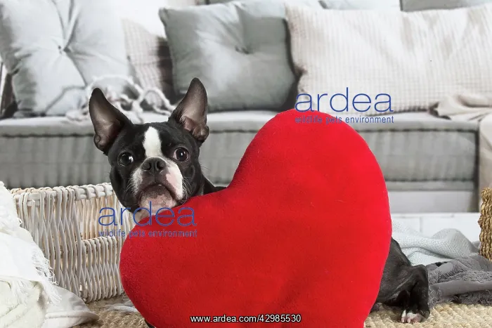 : Boston Terrier dog indoors : Boston Terrier dog indoors