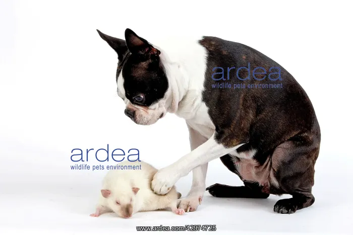 : Boston Terrier Dog & Mink Rat : Boston Terrier Dog & Mink Rat