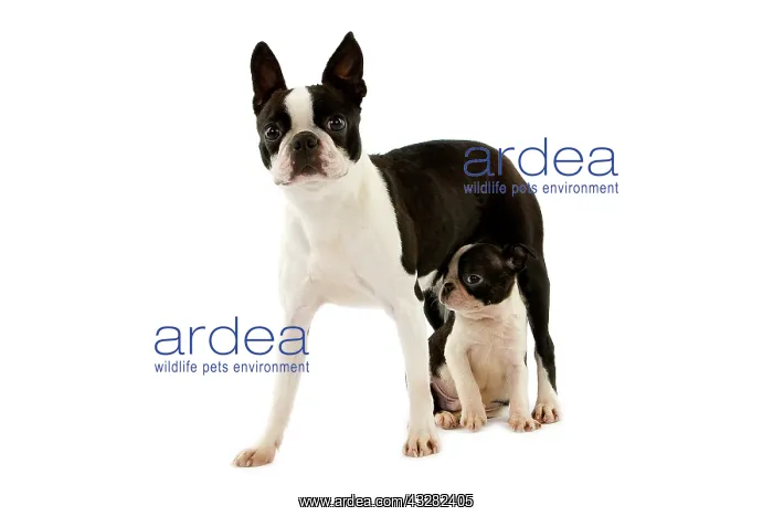 : Boston Terrier Dog, Mother and Pup against Whit : Boston Terrier Dog, Mother and Pup against Whit