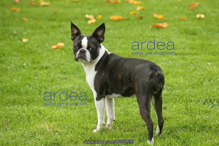 : Boston Terrier dog outdoors : Boston Terrier dog outdoors
