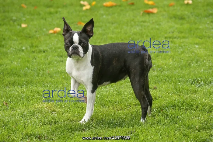 : Boston Terrier dog outdoors : Boston Terrier dog outdoors