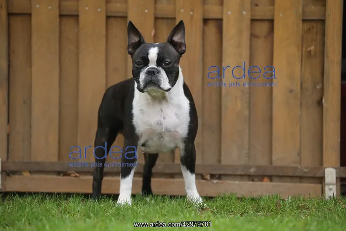: Boston Terrier dog outdoors : Boston Terrier dog outdoors