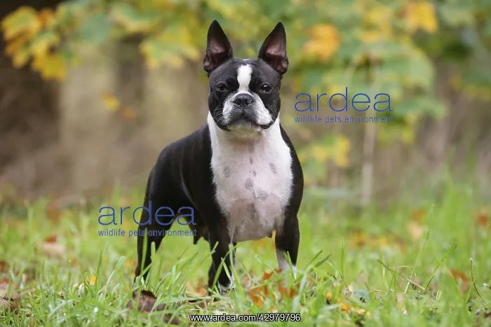 : Boston Terrier dog outdoors : Boston Terrier dog outdoors
