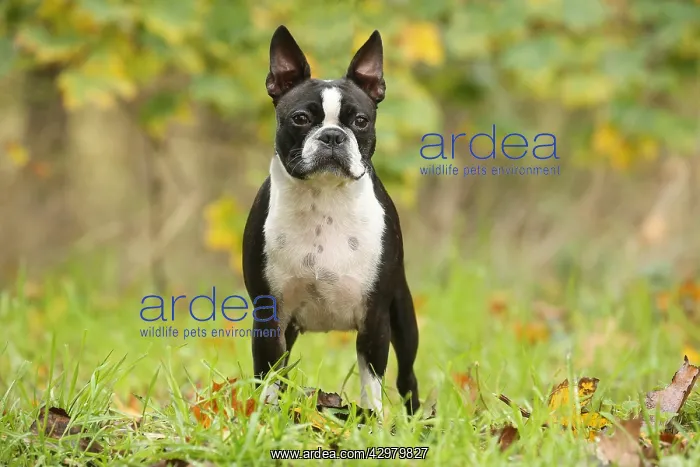 : Boston Terrier dog outdoors : Boston Terrier dog outdoors