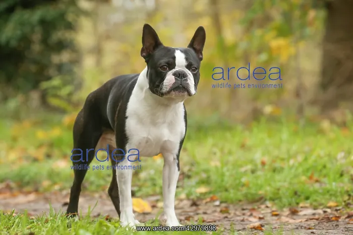 : Boston Terrier dog outdoors : Boston Terrier dog outdoors