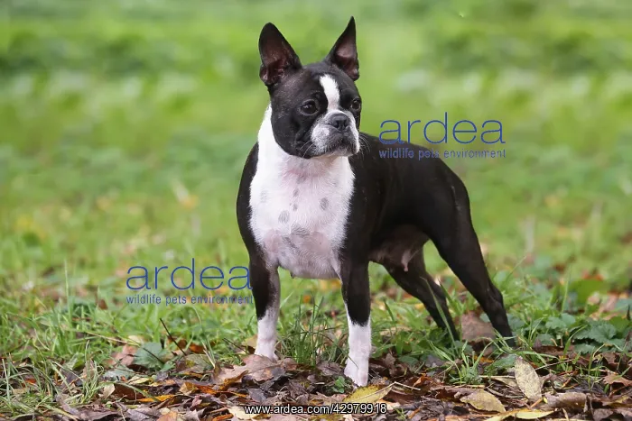 : Boston Terrier dog outdoors : Boston Terrier dog outdoors