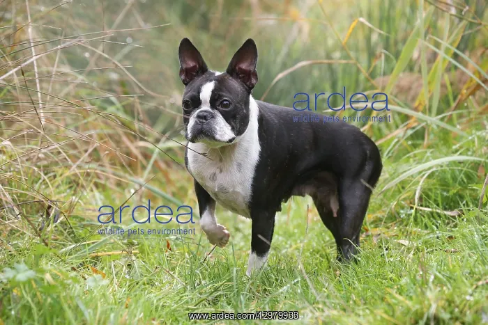 : Boston Terrier dog outdoors : Boston Terrier dog outdoors