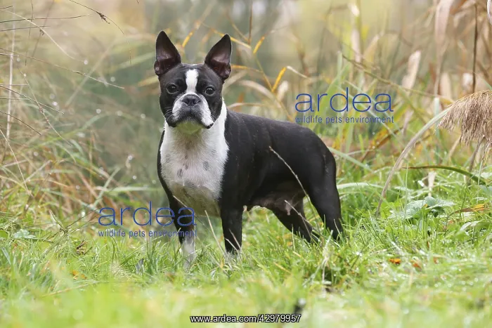 : Boston Terrier dog outdoors : Boston Terrier dog outdoors