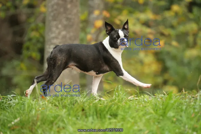  : Boston Terrier dog outdoors