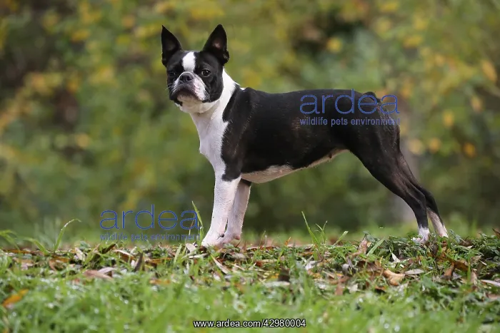 : Boston Terrier dog outdoors : Boston Terrier dog outdoors